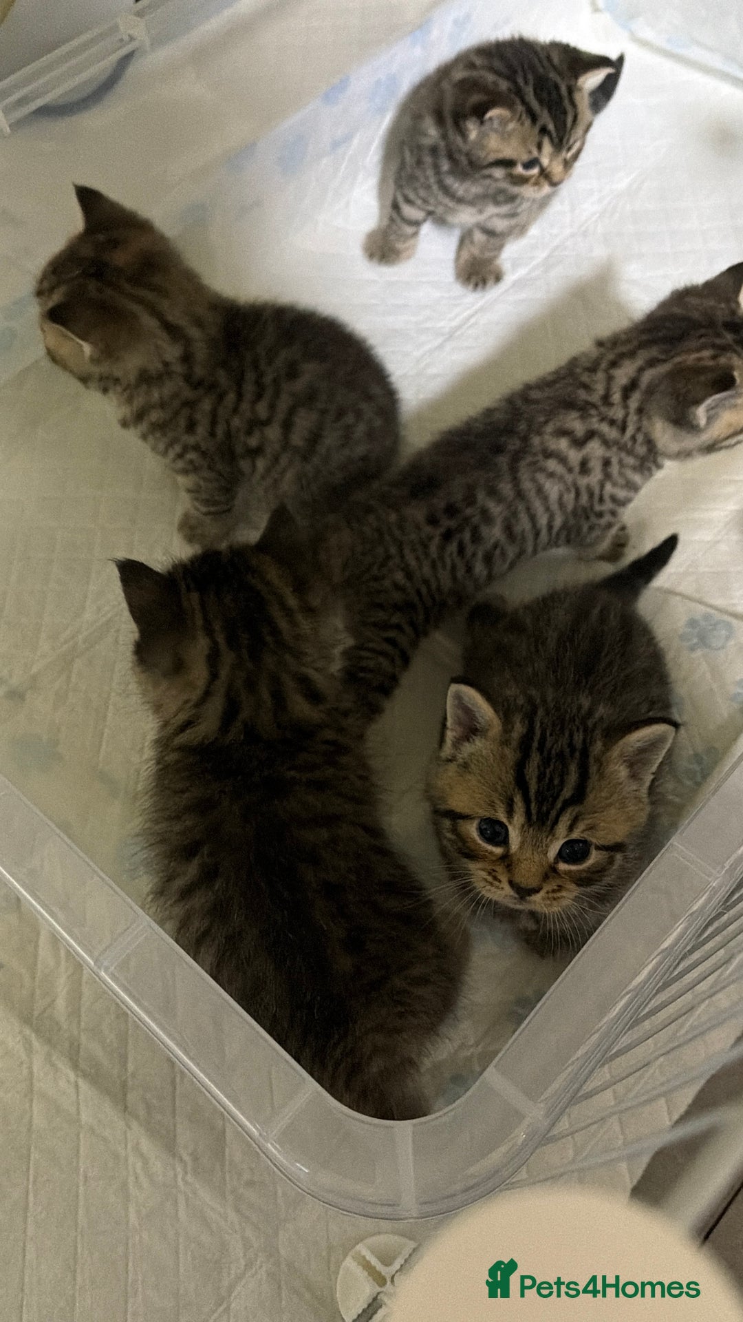 British Shorthair cats for sale: British Shorthair  - Advert 3