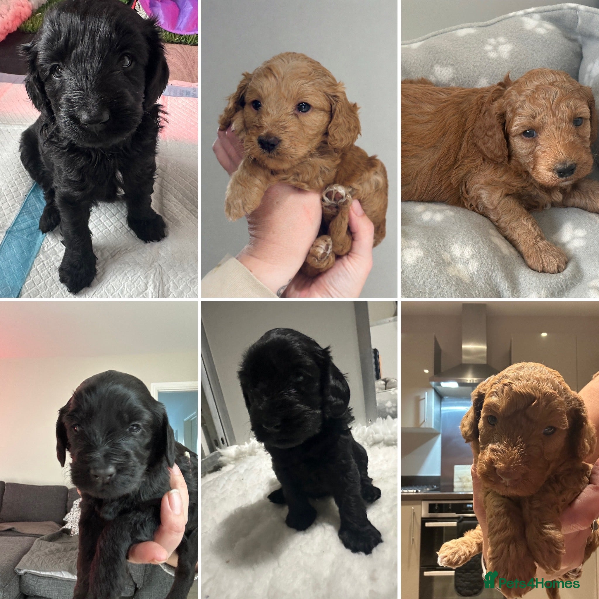Australian Labradoodle dogs Multigen Australian Labradoodle Pups  - Advert 2