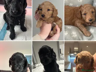 Australian Labradoodle dogs Multigen Australian Labradoodle Pups - Advert 2