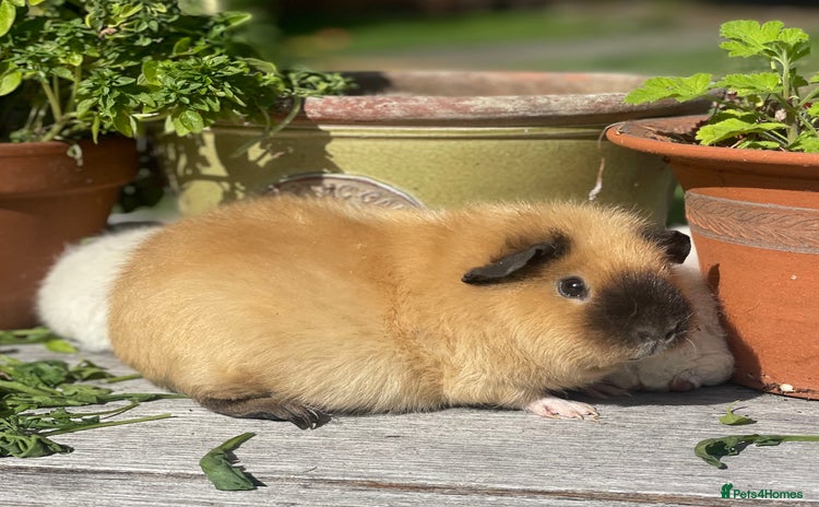 Guinea Pig rodents - Advert 4