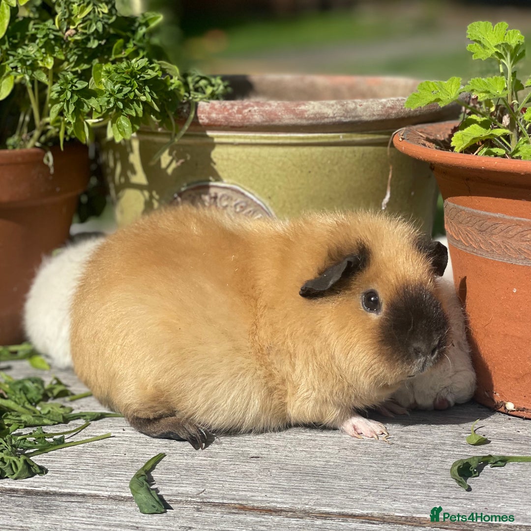 Guinea Pig rodents for sale: Californian Rex girl baby - Image 1