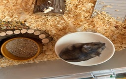 Hamster rodents for sale: Friendly Dwarf Hamster looking to Rehome in Hyde - Image 6