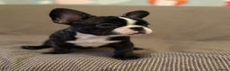 French Bulldog dogs for sale: Beautiful Blue-Eyed French-Bulldog Puppies  - Advert 6