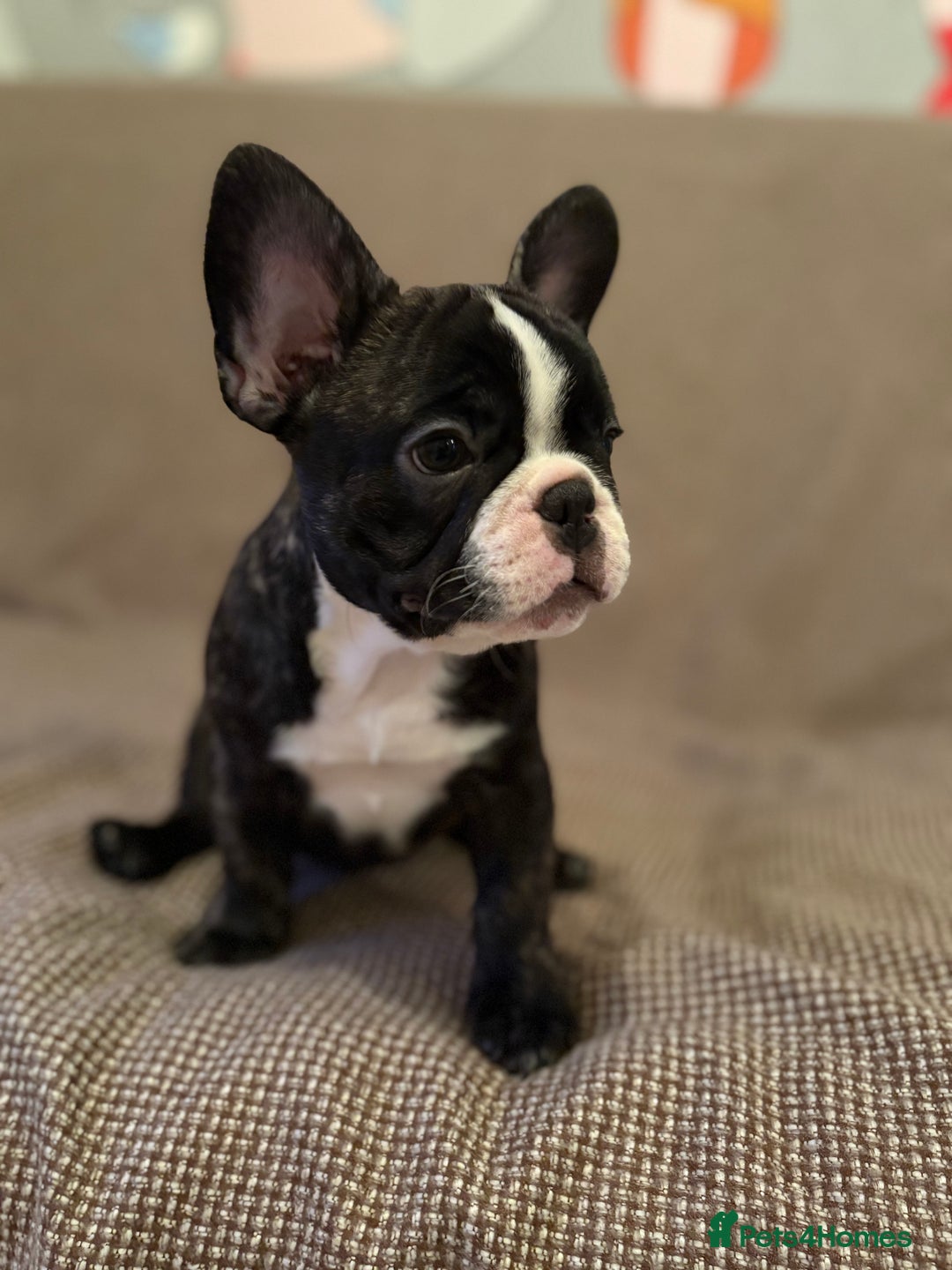 French Bulldog dogs for sale: Beautiful Blue-Eyed French-Bulldog Puppies  - Advert 6