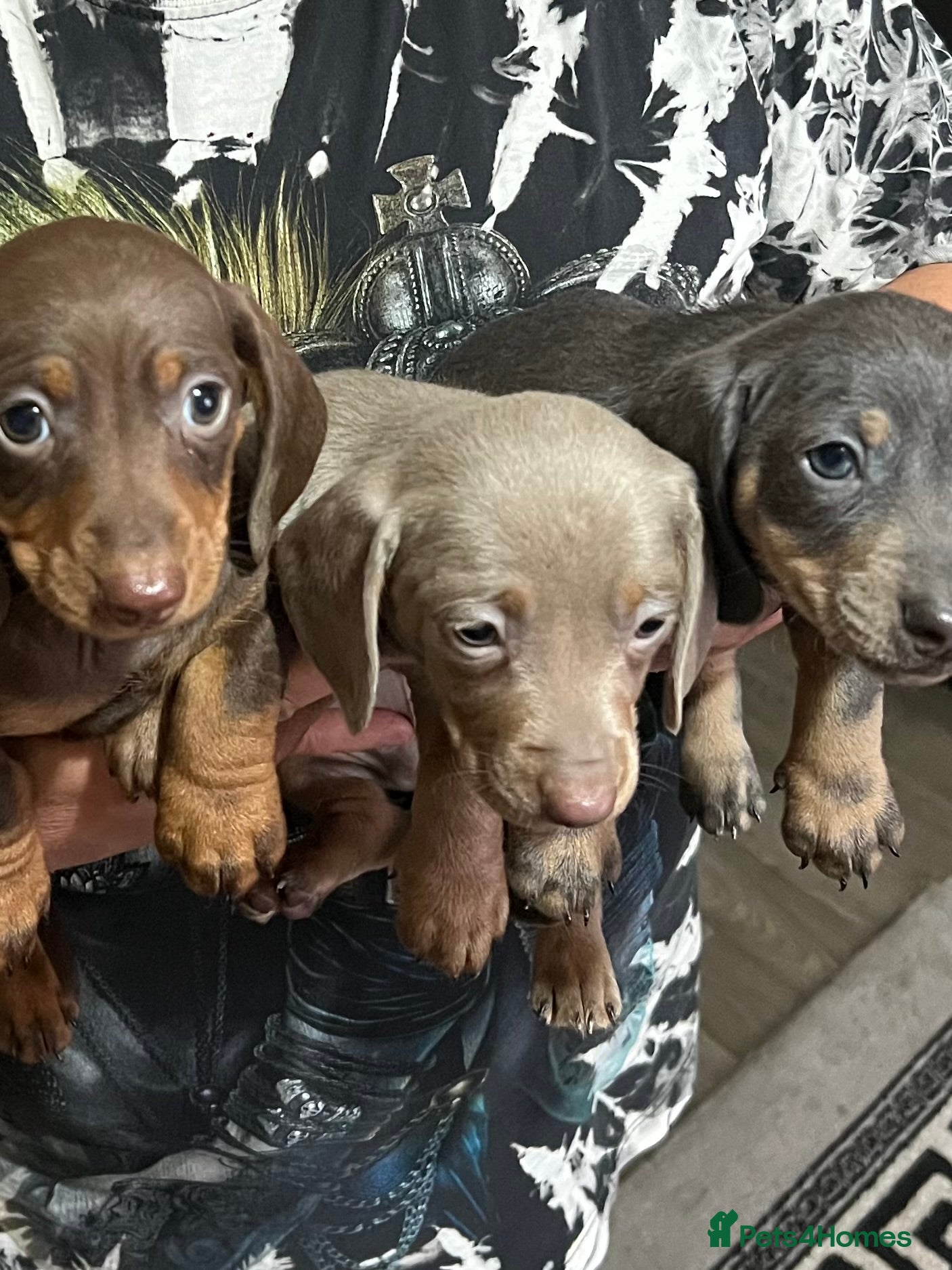 Dachshund dogs Dachshund - Advert 1