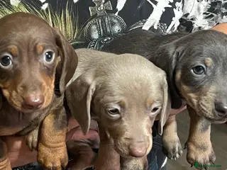 Dachshund dogs Dachshund - Advert 1