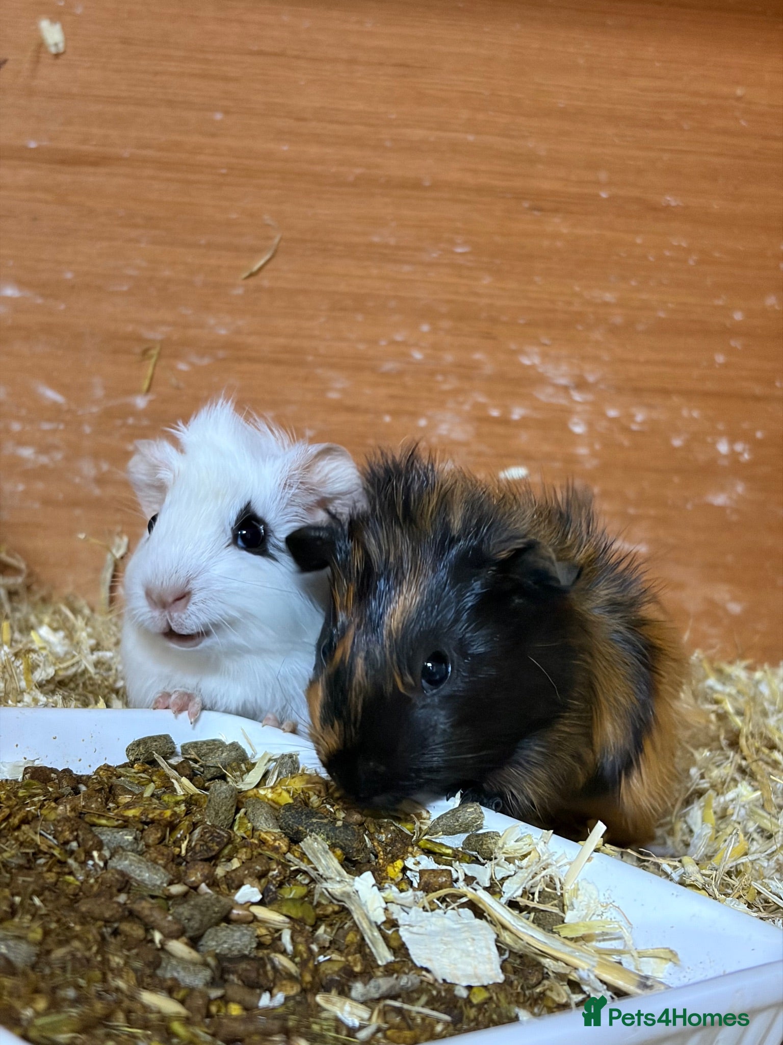 Guinea Pig rodents Baby female guniea pigs  - Advert 6