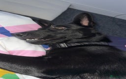 Belgian Shepherd Dog dogs for sale: Zeno  - Image 1