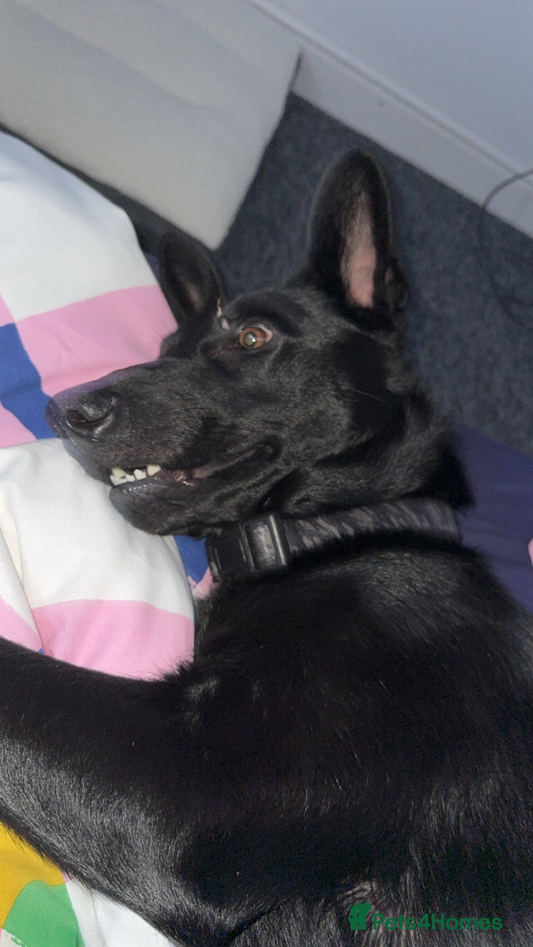 Belgian Shepherd Dog dogs for sale: Zeno  - Image 1