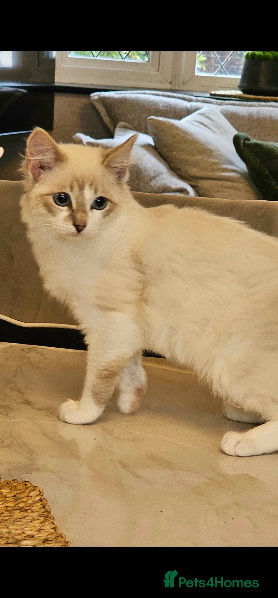 Ragdoll cats for sale: Champion dad Pedigree ragdolls GCCF  - Image 13