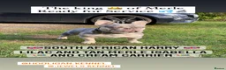 French Bulldog dogs for stud: South African Harry - Advert 2
