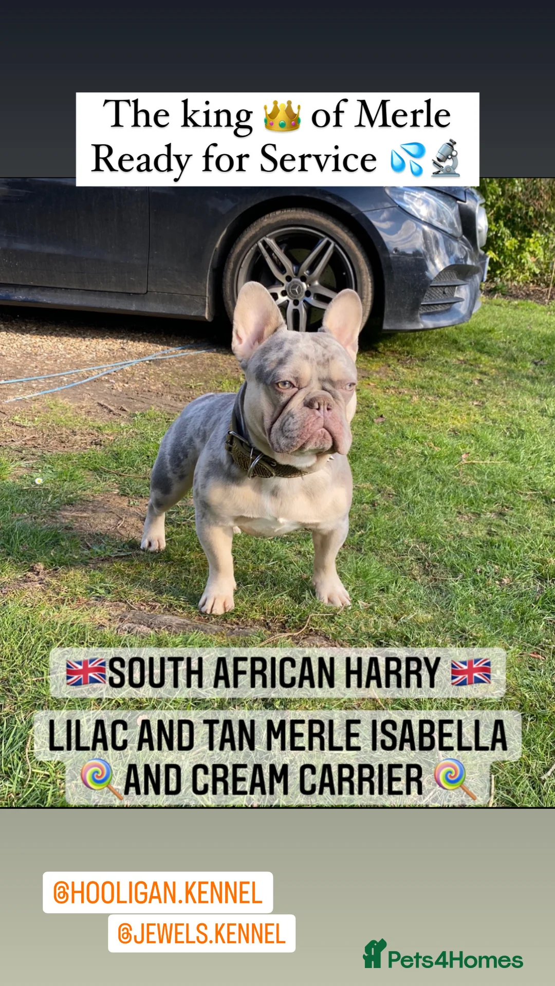French Bulldog dogs for stud: South African Harry - Advert 2