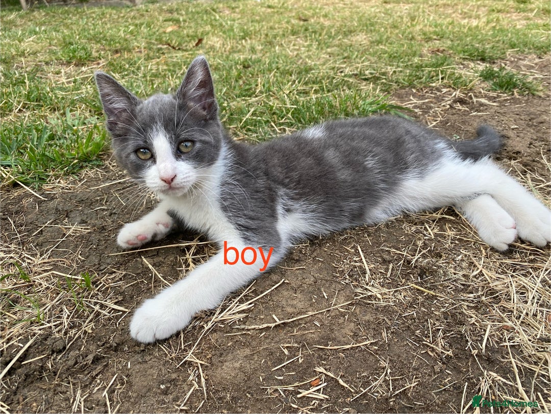 Mixed Breed cats for sale: beautiful kittens - Image 4