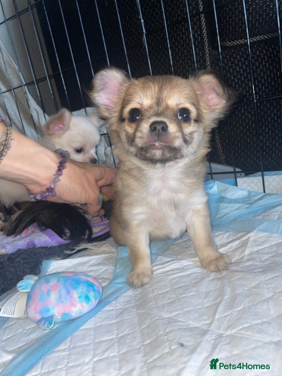 Chihuahua dogs for sale: 🐾Long haired chihuahua pups🐾2 boys💙💙1 girl💜 - Image 5