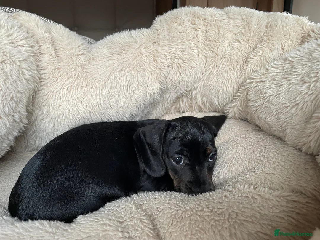 Miniature Dachshund dogs for sale: Beautiful litter of miniature daschunds  - Advert 11