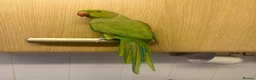 Parrots birds for sale: Indian Ringneck parrot in Hemel Hempstead - Advert 2