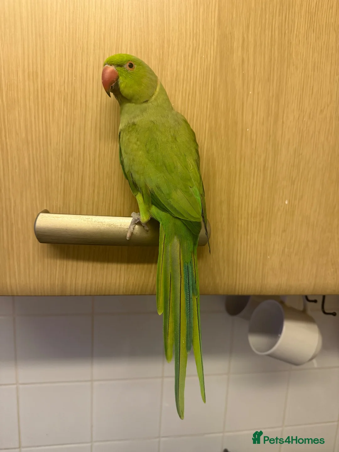 Parrots birds for sale: Indian Ringneck parrot in Hemel Hempstead - Advert 2