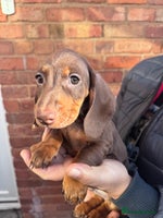 Miniature Dachshund dogs KC registered,PRA Clear! Miniature Dachshund - Advert 3