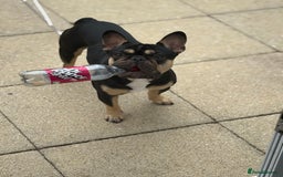 French Bulldog dogs for sale: Pasha  - Image 5