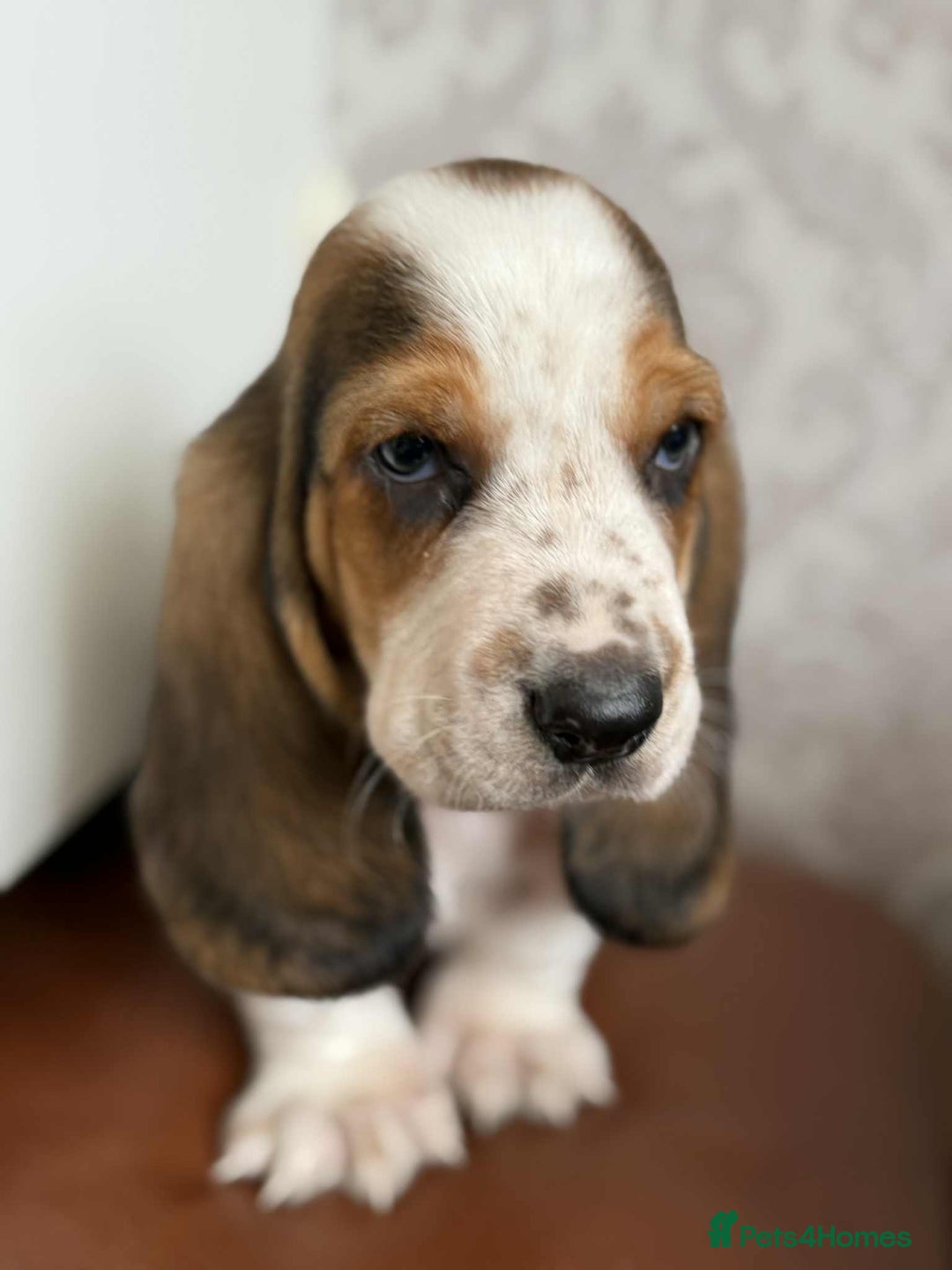 Basset Hound dogs for sale: Beautiful Basset Hound Boys - Image 3