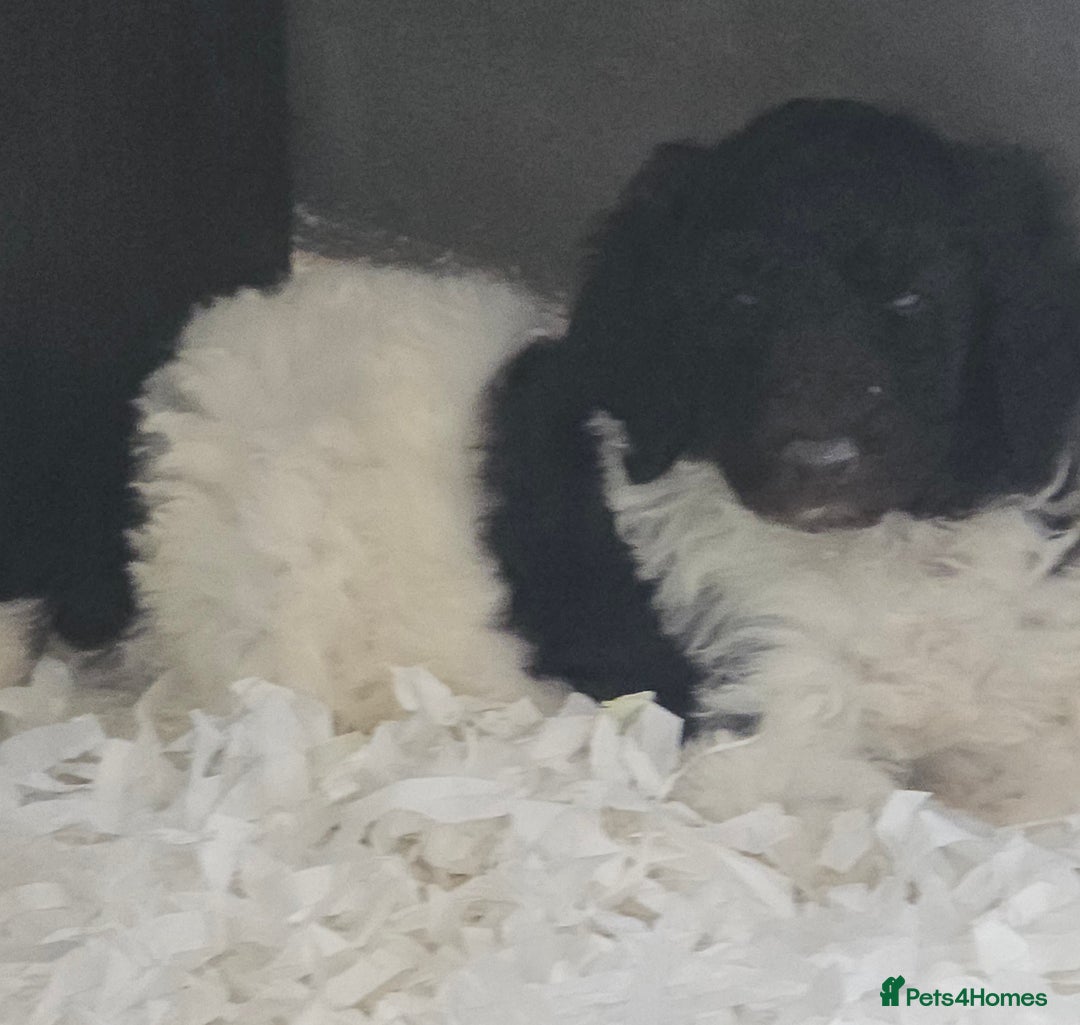 Standard Poodle dogs for sale: Stunning kc standard poodle puppies ready now - Image 6