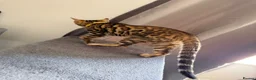 Bengal cats for sale: Stunning Bengal 3 Boys left - Advert 5