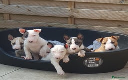 English Bull Terrier dogs for stud: Bull terrier at stud  fully health tested  - Image 13