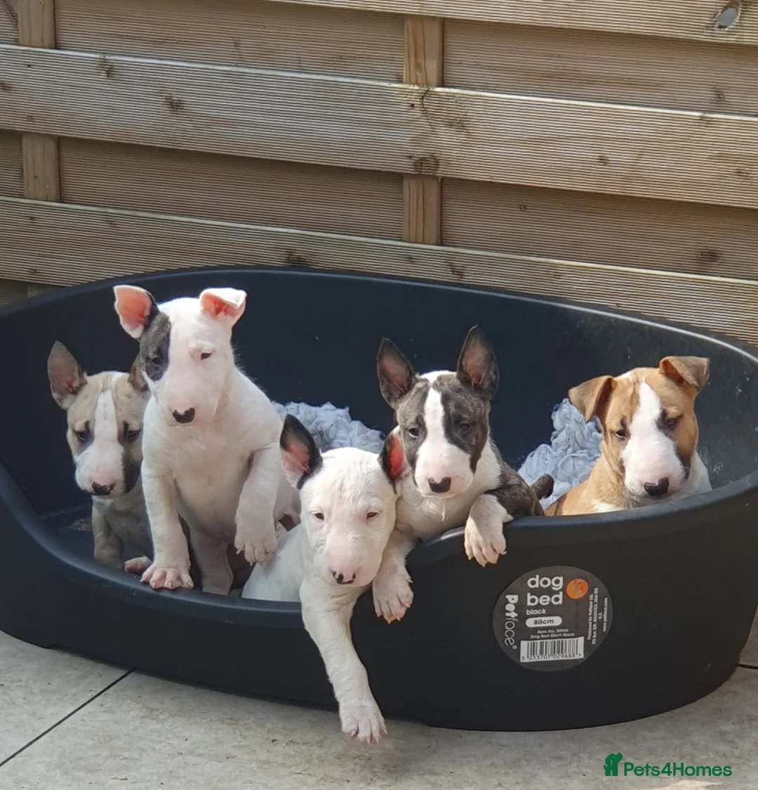 English Bull Terrier dogs for stud: Bull terrier at stud  fully health tested  - Advert 16