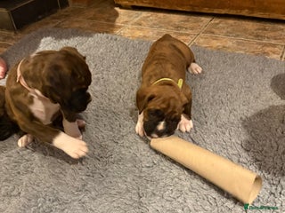 Boxer dogs Boxer Puppies - Advert 2