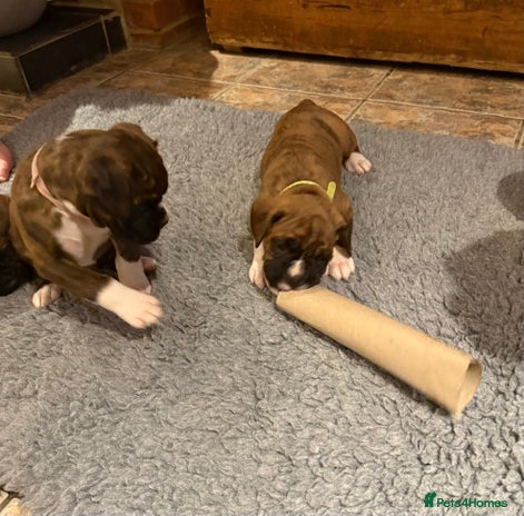 Boxer dogs Boxer Puppies - Advert 1