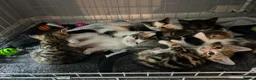 Mixed Breed cats for sale: Beautiful kittens ready for amazing homes  - Advert 16