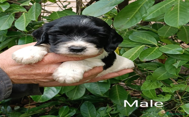 Mixed Breed dogs - Advert 5