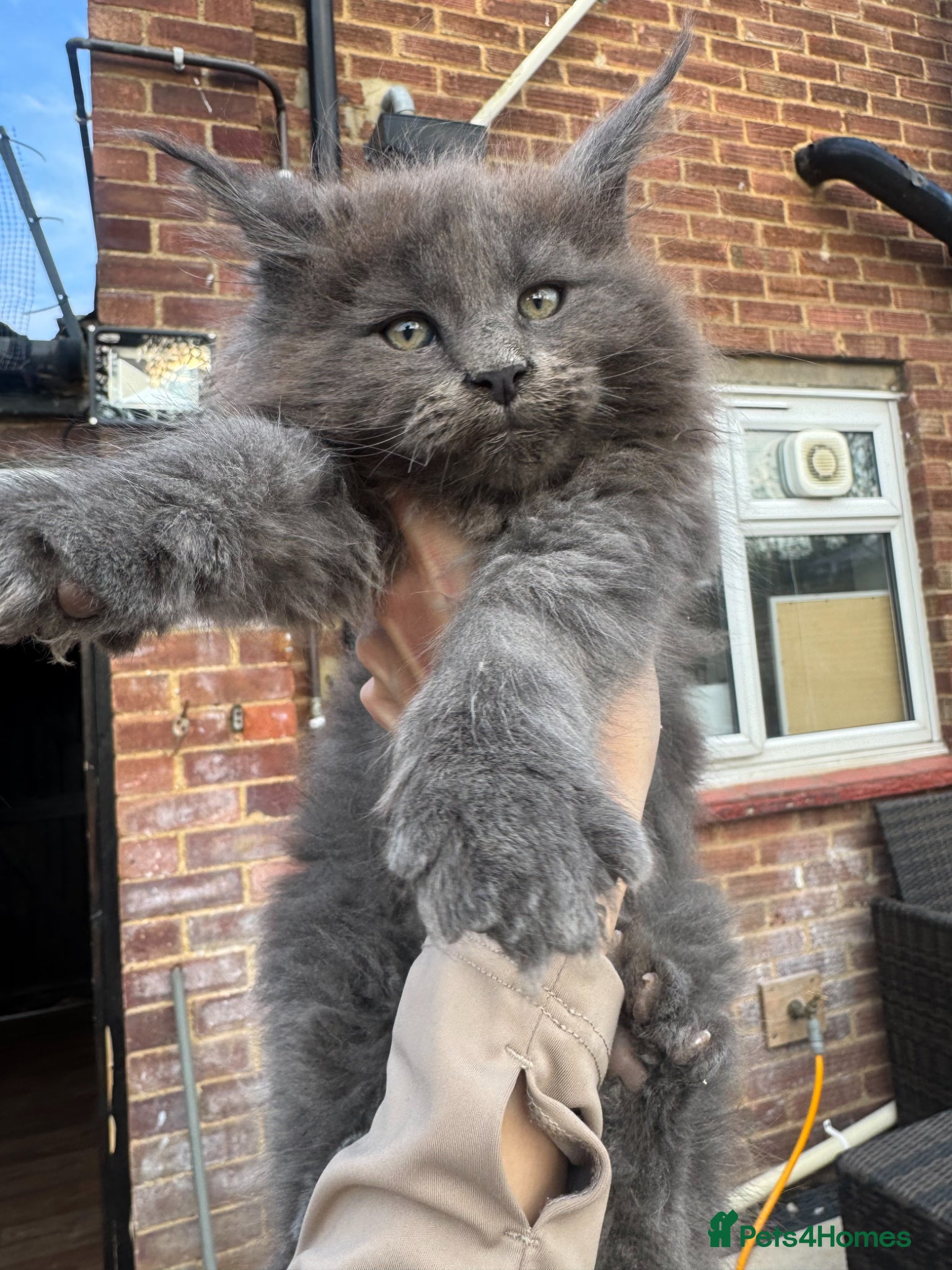 Maine Coon cats Giant mainecoon kittens  - Advert 12