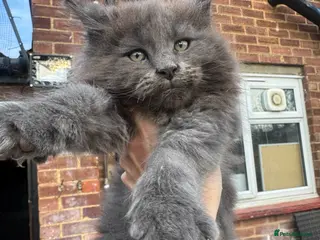 Maine Coon cats Giant mainecoon kittens - Advert 17