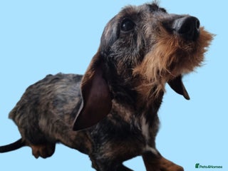 Dachshund dogs Wire Haired Dapple - Advert 3