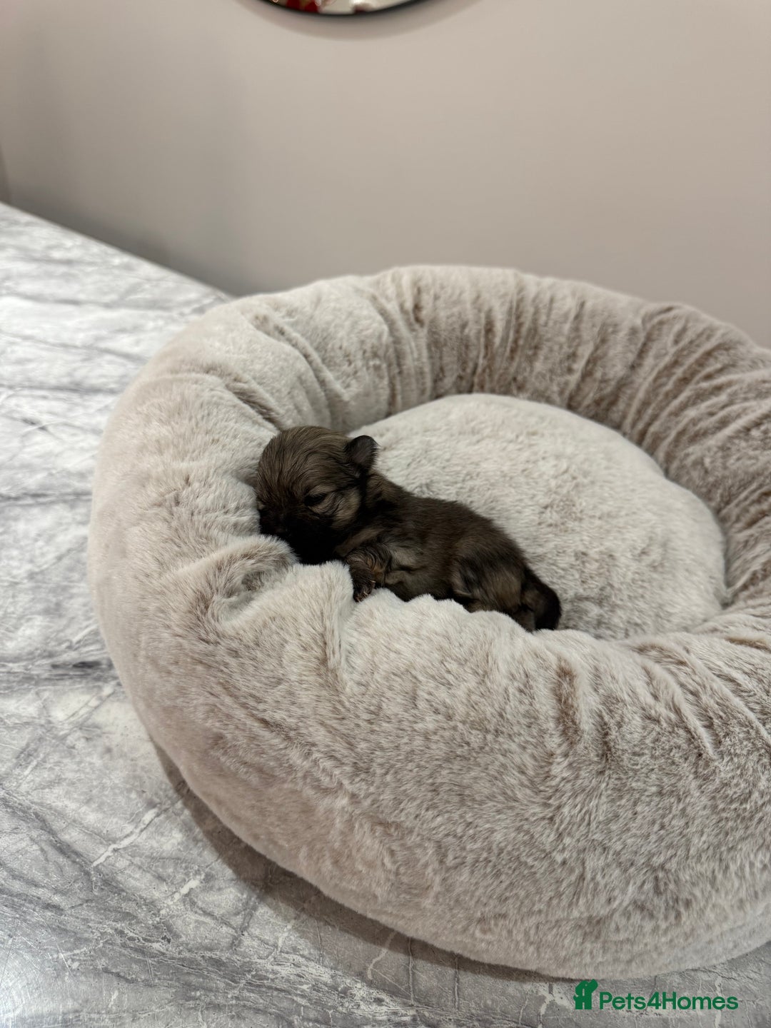 Pomeranian dogs for sale: Teddy Bear Pomerians  - Advert 1