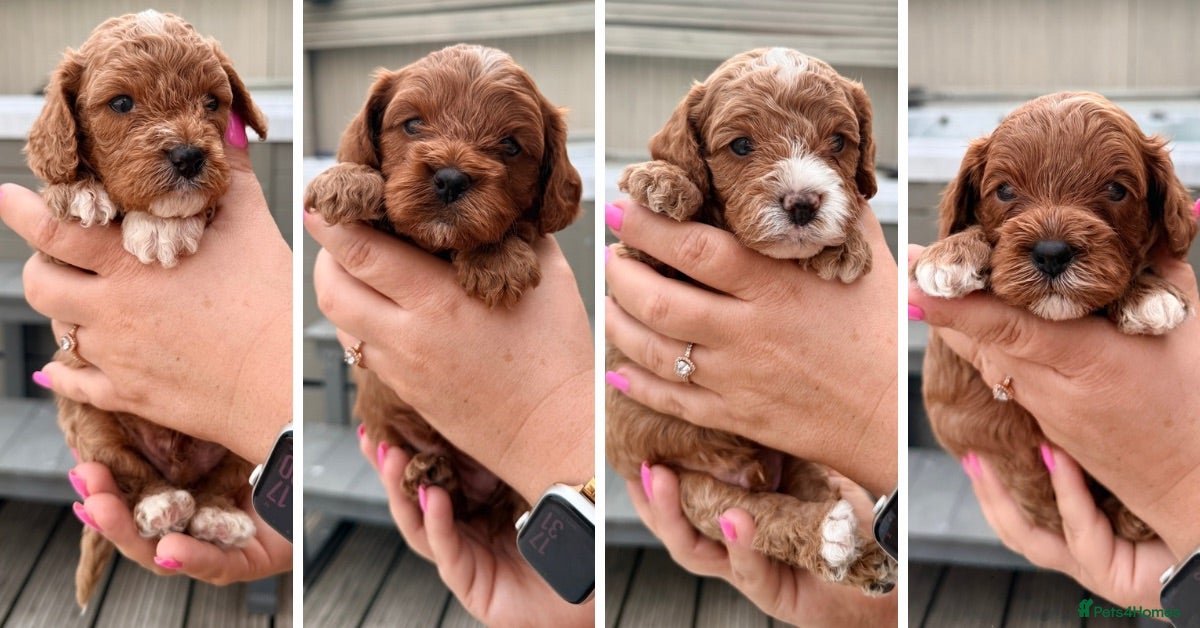 Cavapoo dogs Gorgeous F1bb Teddy Cavapoos - Advert 3
