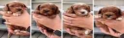 Cavapoo dogs for sale: Gorgeous F1bb Teddy Cavapoos - Advert 1