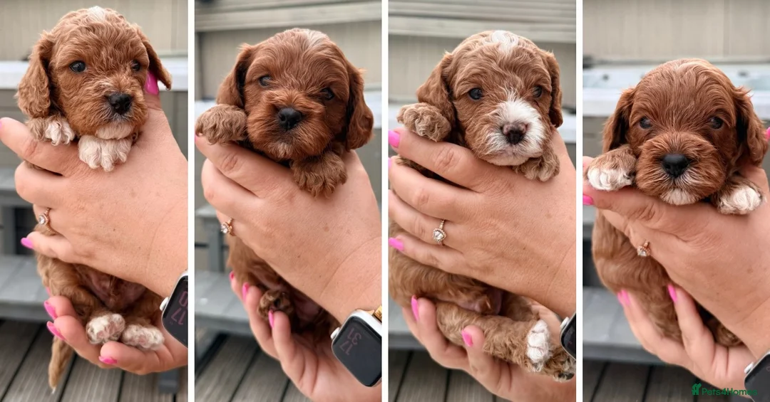 Cavapoo dogs for sale: Gorgeous F1bb Teddy Cavapoos - Advert 1