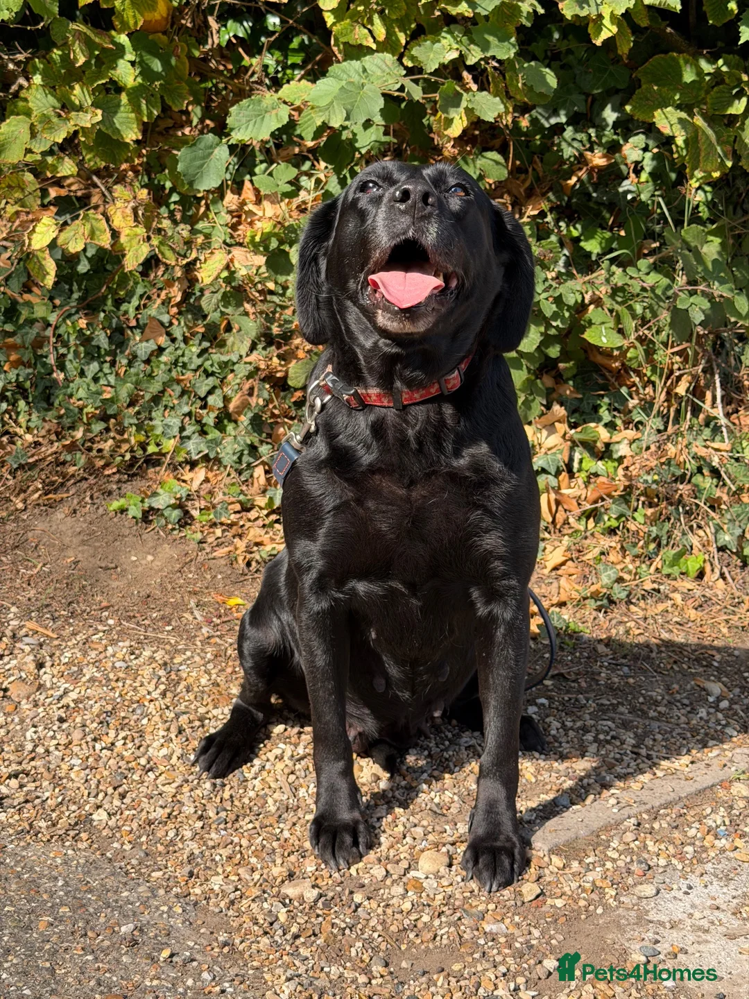 Labrador Retriever dogs for sale: Black Labrador  - Advert 3