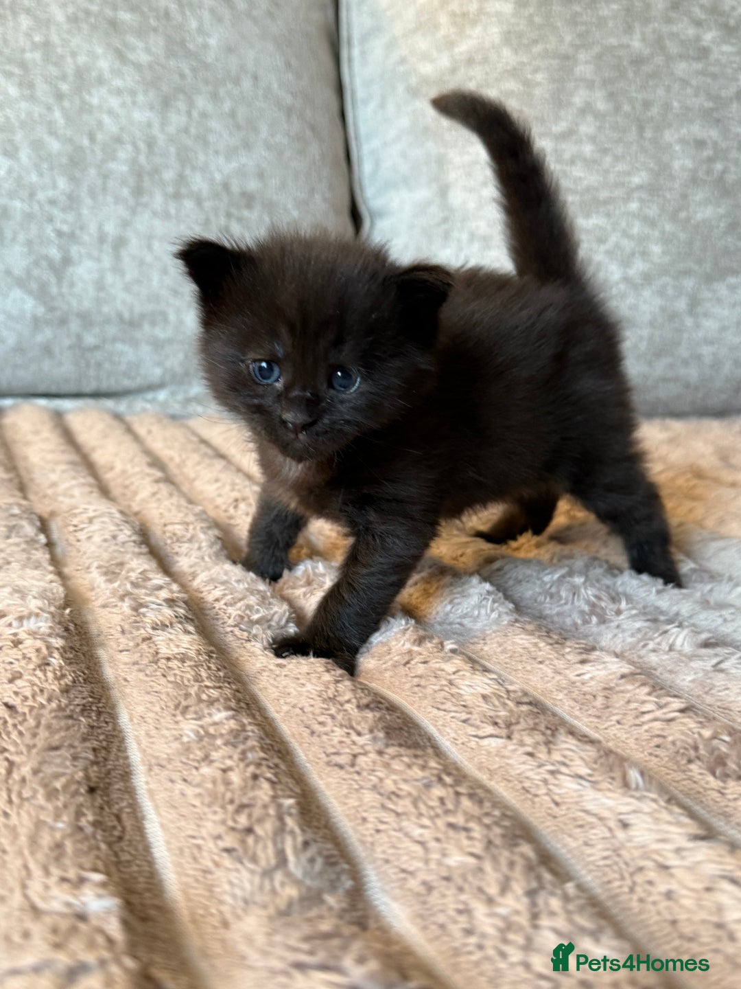 Maine Coon cats for sale: Beautiful Maine Coon Kittens - Advert 13