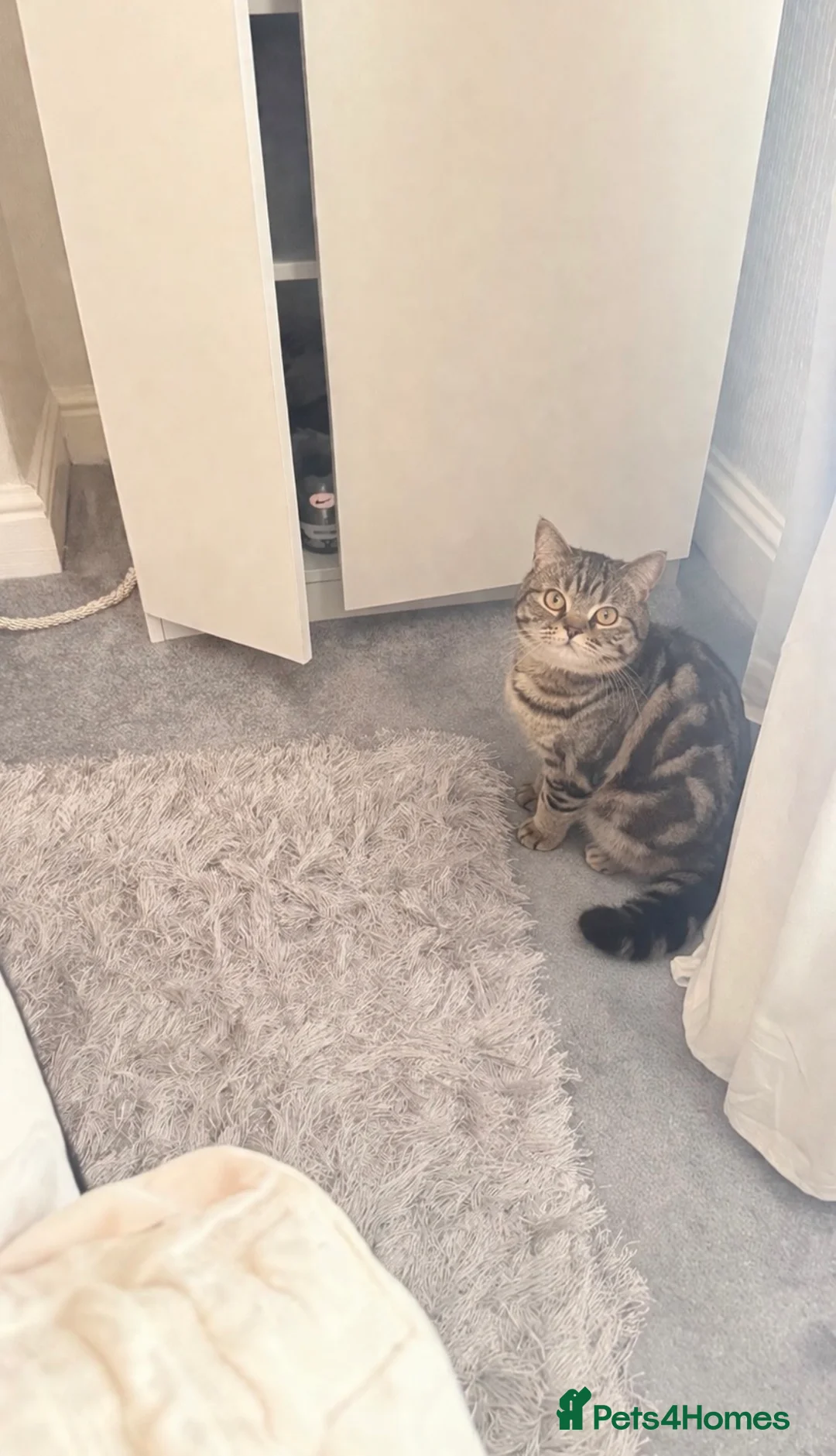 Mixed Breed cats for sale: Bsh cross kittens  - Advert 8