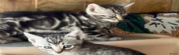 Bengal cats for sale: Bengal beautiful  - Advert 8