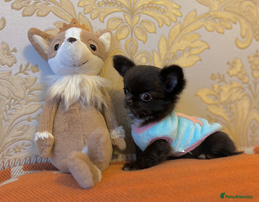 Chihuahua dogs for stud: Thailand imported chihuahua boy stud only in Doncaster - Advert 19