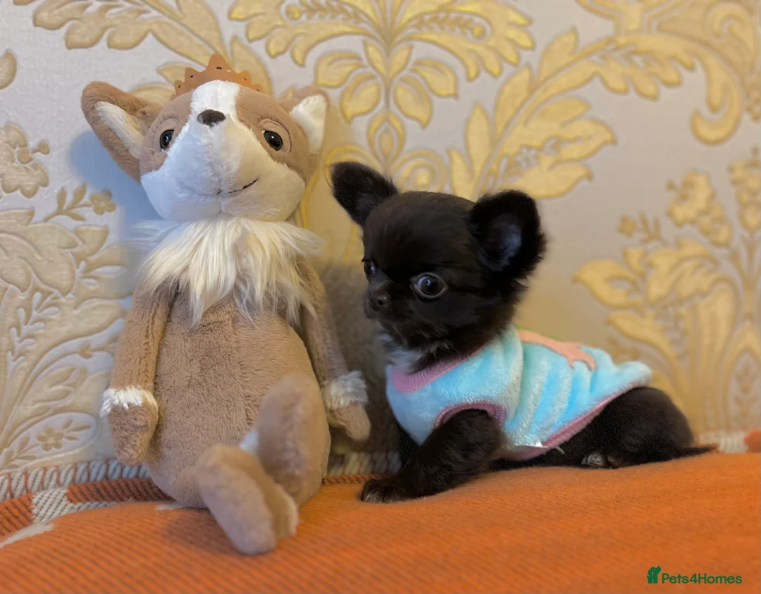 Chihuahua dogs for stud: Thailand imported chihuahua boy stud only in Doncaster - Advert 19