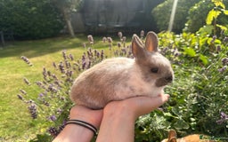 Netherland Dwarf rabbits for sale: SHOW QUALITY PURE BRED NETHERLAND DWARF - Image 5
