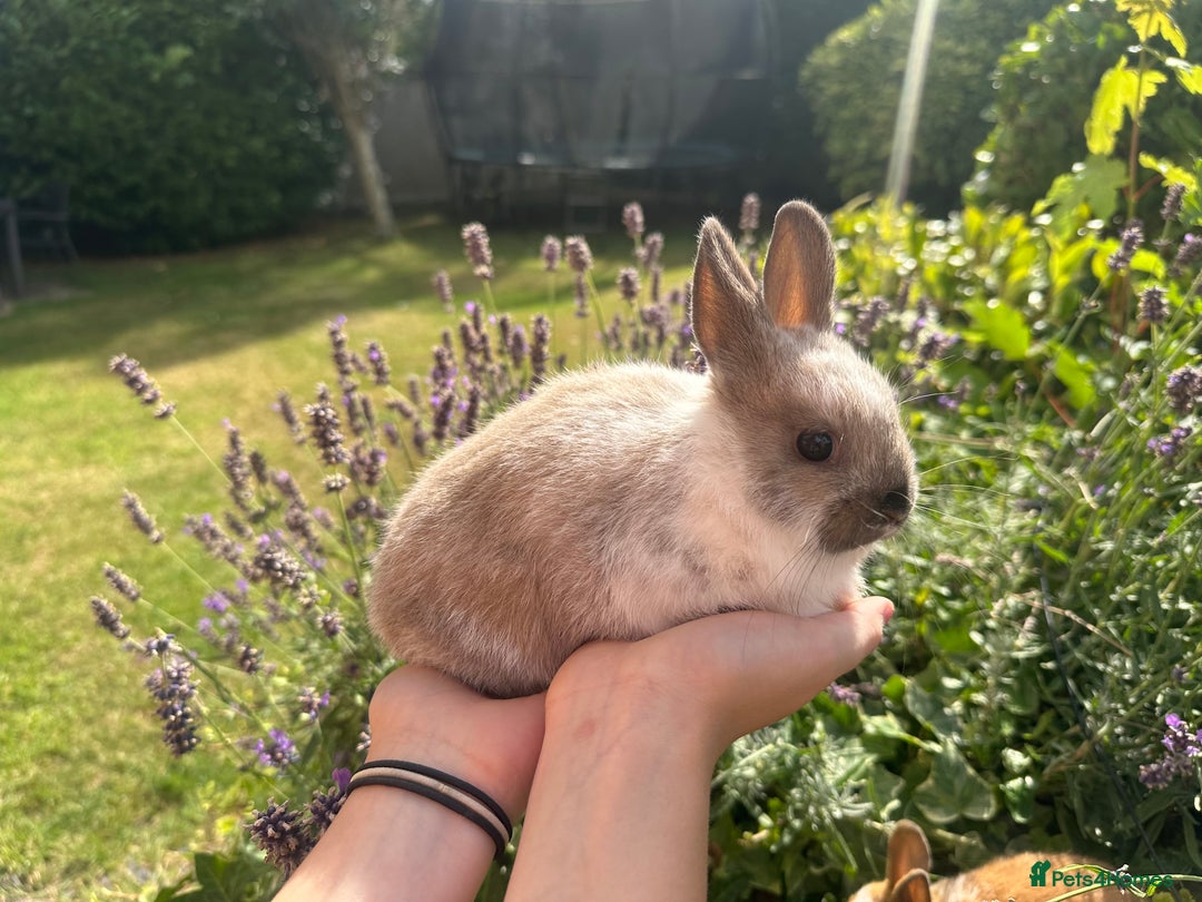 Netherland Dwarf rabbits for sale: SHOW QUALITY PURE BRED NETHERLAND DWARF - Image 5