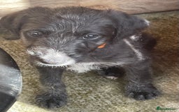 Mixed Breed dogs for sale: F1 Beddy  whippet out of KC health tested parents - Image 9