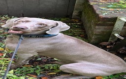 Weimaraner dogs for stud: Stunning, Healthy Stud - Image 13