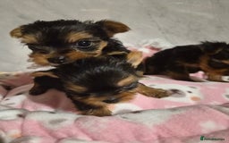 Yorkshire Terrier dogs for sale: 💝Beautiful Miniature Babies from 250g💝 - Image 28